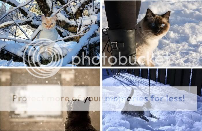 1262065562_snow_cats_15.jpg