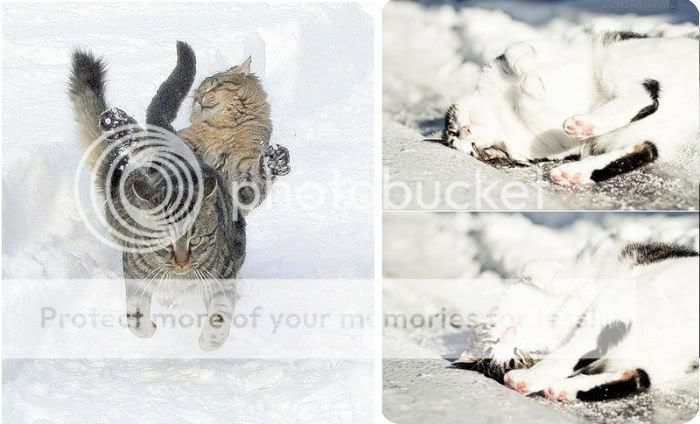 1262065571_snow_cats_08.jpg