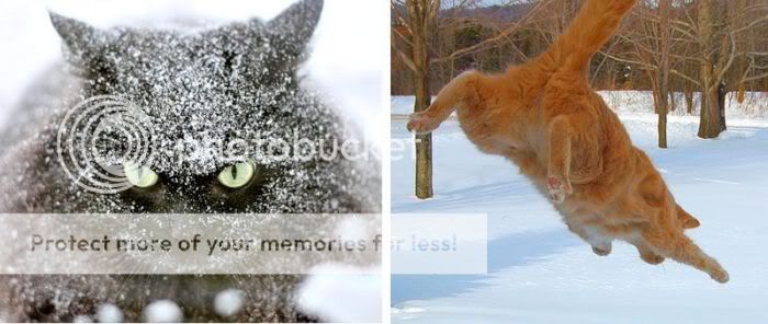 1262065574_snow_cats_18.jpg