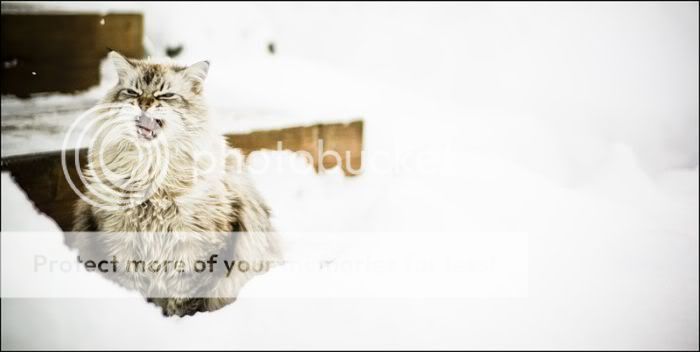 1262065577_snow_cats_07.jpg