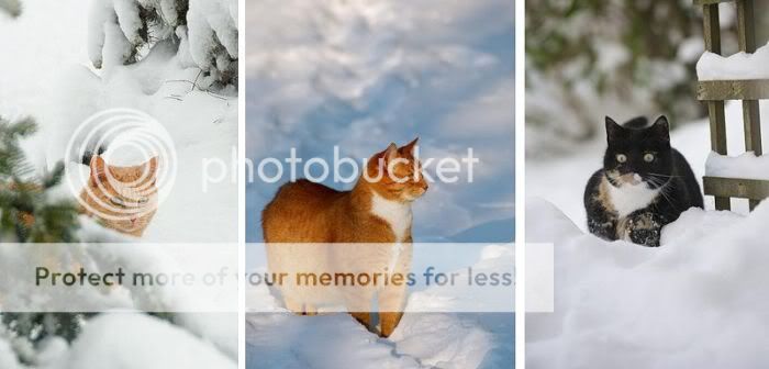 1262065579_snow_cats_14.jpg