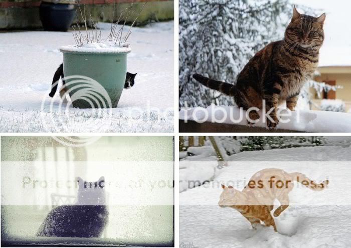 1262065581_snow_cats_16.jpg