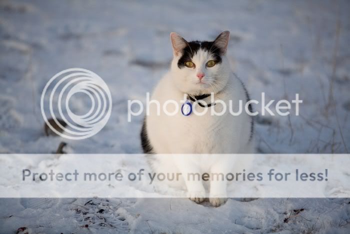 1262065622_snow_cats_05.jpg
