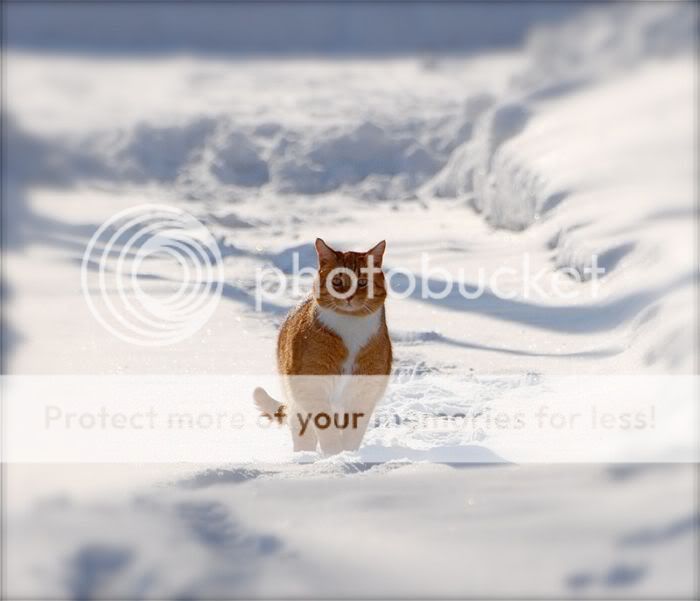 1262065635_snow_cats_11.jpg