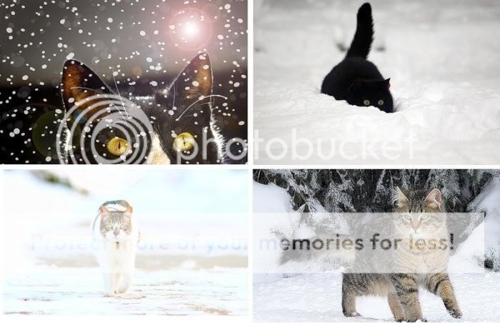 1262065638_snow_cats_03.jpg