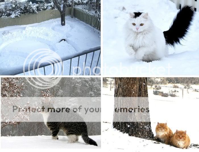 1262065644_snow_cats_19.jpg