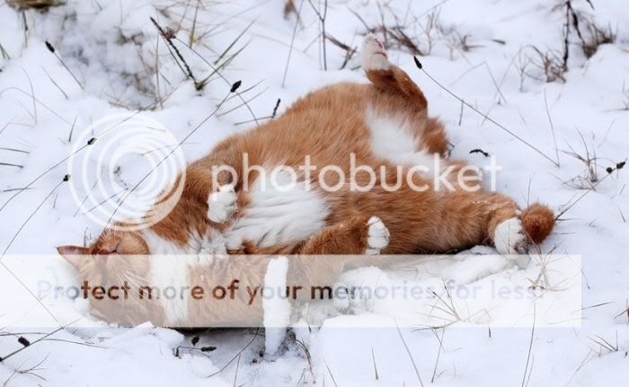 1262065645_snow_cats_01.jpg