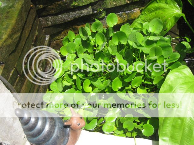 Cần AE giúp đỡ, có ai biết tên của loài cây sống dưới nước này ko ạh??? - 2