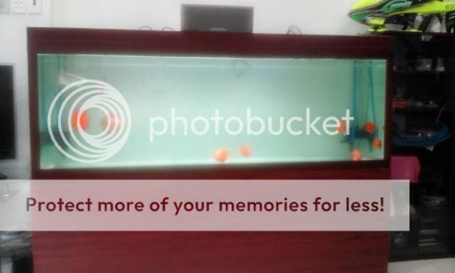 nguyên dàn hồ, cá quả bối tím, 2 cá dĩa, 5 hồng két giá 10 triệu Hot Hot Hot