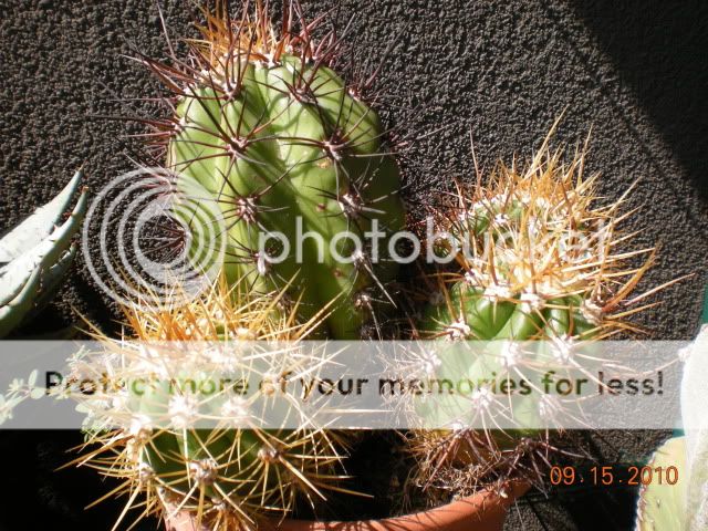 Cactus014.jpg
