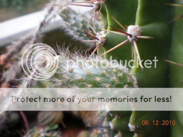 fruttidicactus003.jpg